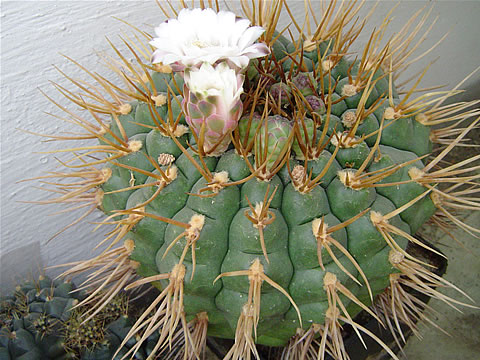 Gymnocalycium eurypleurum FR 1177