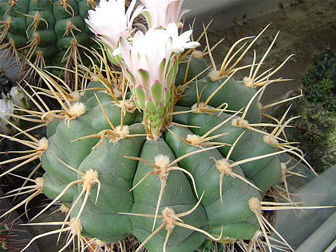 Gymnocalycium eurypleurum M 20