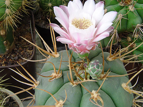 Gymnocalycium eurypleurum STO 1216