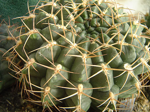 Gymnocalycium eytianum