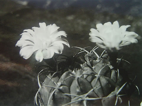 Gymnocalycium eytianum imp