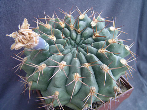 Gymnocalycium matoense De Herdt