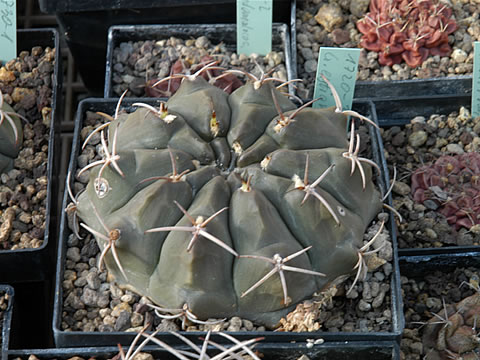 Gymnocalycium eytianum STO 1720