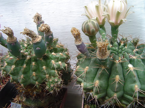 Gymnocalycium matoense