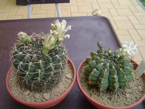 Gymnocalycium eytianum