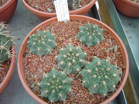 Gymnocalycium eytianum STO