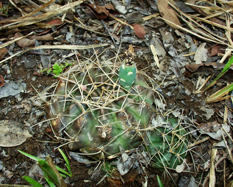 Gymnocalycium anisitsii ssp holdii VoS 34, Bolivia, Sta Cruz, El Tinto, 284 m, foto Volker Schdlich
