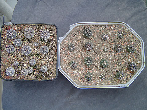 Vlevo (left) Gymn. prochazkianum LF, vpravo (right) Gymn. prochazkianum ivoi. Markantní rozdíly ji v semenácích.