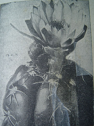 Gymn. denudatum, foto A.V.Fri v Praktickm rdci z 1917, foto 17.VI.17
