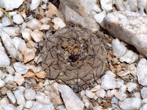 Gymn. riojense ssp. kozelskyanum Patquia-Los Colorados, foto Ch
