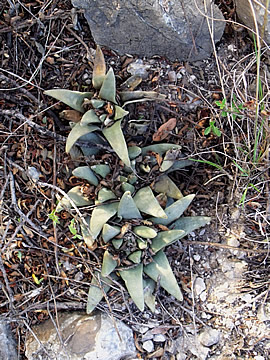 Ariocarpus trigonus scapharostroides Puerto del Ro SLP, foto ing Pavel Tma