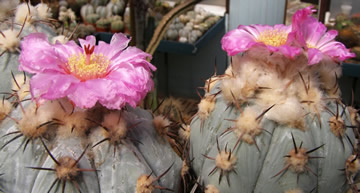 Echinocactus horizinthalonius foto a sb Jií Pešat