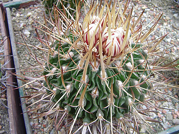 Echinofossulocactus sulphureus NAG 90.032B Vista Hermosa