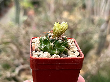 Escobaria cubensis