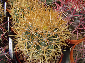 Ferocactus chrysacanthus zlak