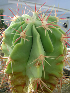 Ferocactus haematacanthus - velk vzcnost