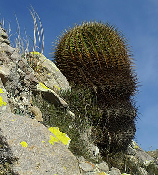 Ferocactus histrix La Vega Queretaro, foto ing Pavel Tma