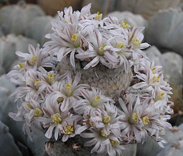 Mammillaria sanchezmejoradai foto ing Jií Pešat