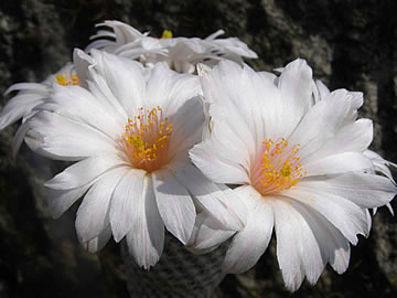 Mammillaria herrerae v albiflora foto JP