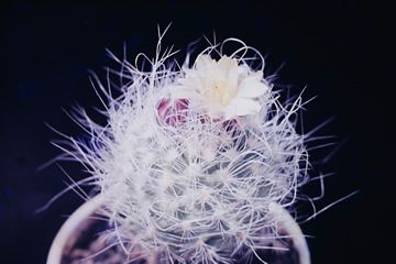 Pilocanthus paradinei