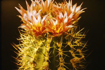 Sclerocactus gradyi SB 1011 San Juan Co. NM