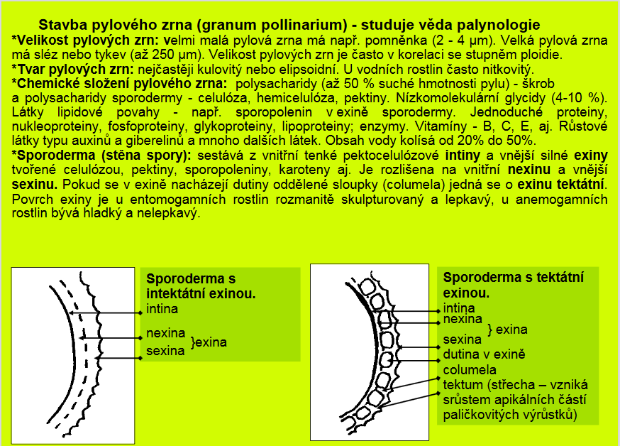 Studie pylovho zrna - autor PaedDr. Ing. Vladimr Vinter, Dr.