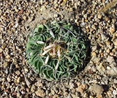 Stenocactus phyllacanthus ped La Paz