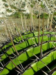 Echinocactus ingens detail za Rayones