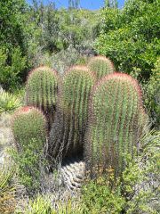 Ferocactus steinesii Cerro El Potosv