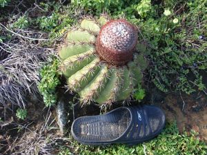 Melocactus Curvispinus - Isla Margarita, leden 2012, Ing. Josef Tich