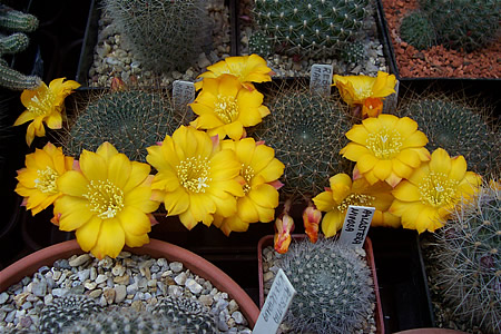 Rebutia marsoneri