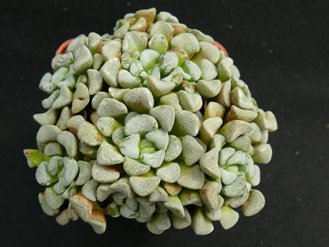 Crassula mesembryanthemopsis