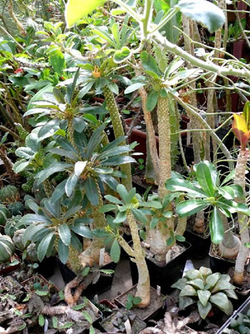 Dorstenia - skupina rostlin