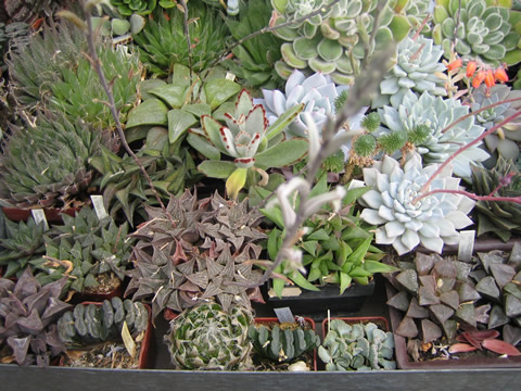 Kolekce rostlin v kvtnu 2008 B