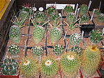 Vstava kaktus a sukulent 2006