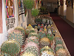 Vstava kaktus a sukulent 2006