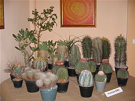 Vstava kaktus a sukulent 2007