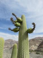 Browningia candelaris s plody, foto Albert Skrovan