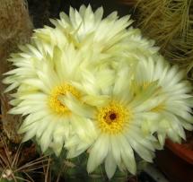 Notocactus uebelmannianus žlutý květ, foto Jiří Pešat