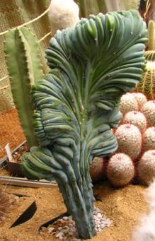 Myrtillocactus geometrizans f. cristatus