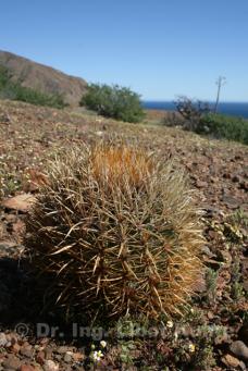 Ferocactus chrysacanthus zlatá forma, foto Dr. Ing. Libor Kunte Ferocactus chrysacanthus zlatá forma, foto Dr. Ing. Libor Kunte