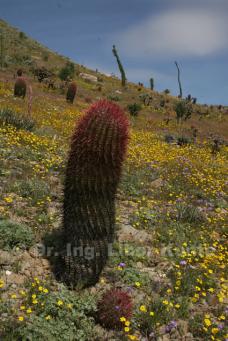 Ferocactus gracilis, foto Dr. Ing. Libor Kunte Ferocactus gracilis, foto Dr. Ing. Libor Kunte