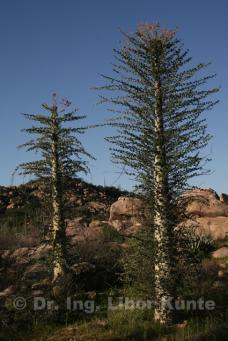 Fouquieria columnaris, foto Dr. Ing. Libor Kunte Fouquieria columnaris, foto Dr. Ing. Libor Kunte