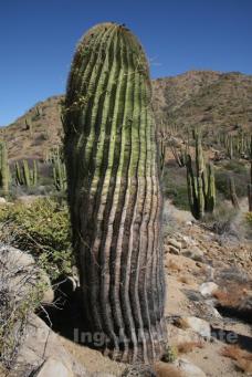 Statný exemplář Ferocactus diguetii, foto Dr. Ing. Libor Kunte Statný exemplář Ferocactus diguetii, foto Dr. Ing. Libor Kunte