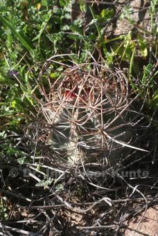 Echinocereus lindsayi, foto Dr. Ing. Libor Kunte Echinocereus lindsayi, foto Dr. Ing. Libor Kunte