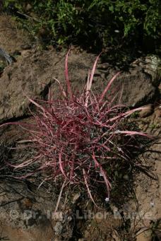 Ferocactus tortulispinus, foto Dr. Ing. Libor Kunte Ferocactus tortulispinus, foto Dr. Ing. Libor Kunte