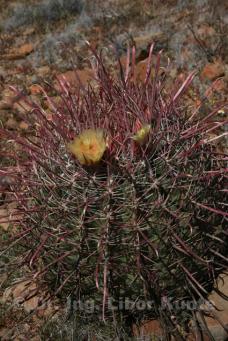 Ferocactus tortulispinus v květu, foto Dr. Ing. Libor Kunte Ferocactus tortulispinus v květu, foto Dr. Ing. Libor Kunte