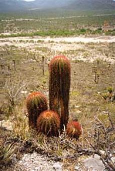 mexiko9