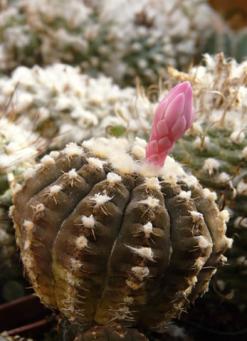 Gymnocalycium ragonesii - růžový květ
