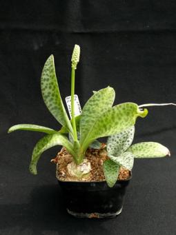 Ledebouria spec., Keňa